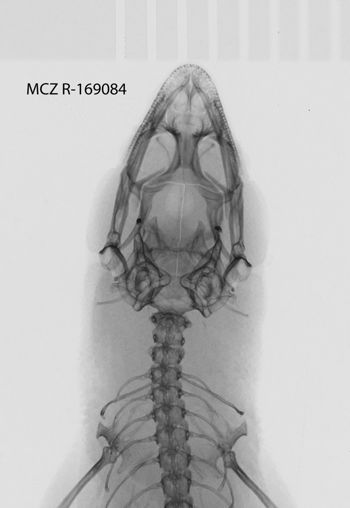 Media type: image;   Herpetology R-169084